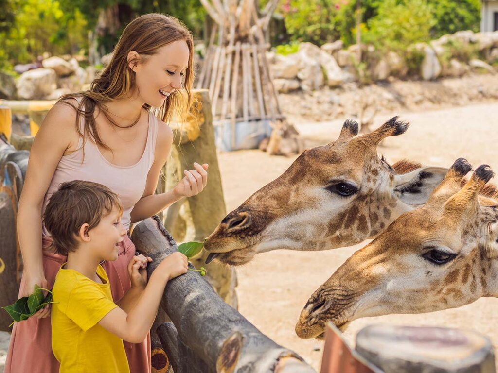 Ucenje Zanimljivosti O Zirafi Majka I Dete U Poseti Zoo Vrtu